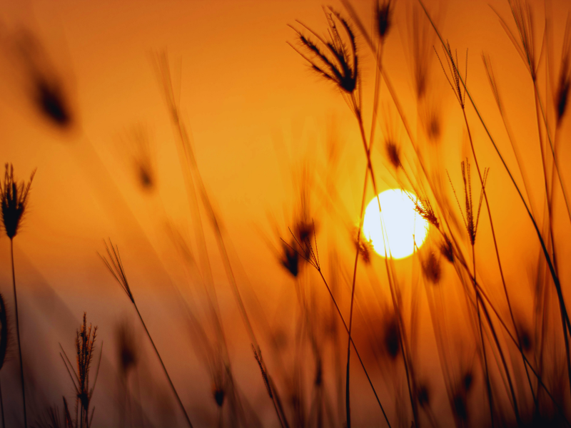 Why Families In Revesby Choose G.w. Kelly Funerals